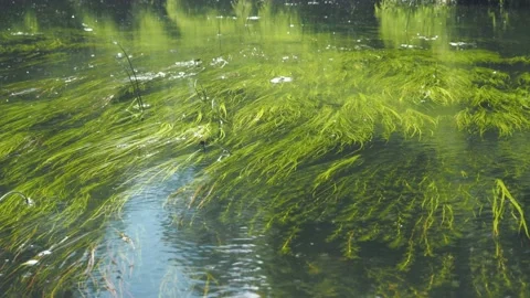 Seaweed at the bottom of the river. calm current. peace. reflection of the sun's Stock Footage 157329399