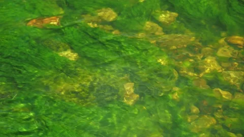 Seaweed at the bottom of the river. fast current. peace. reflection of the sun's Stock Footage 156755330