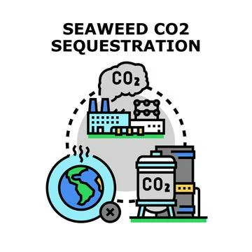 Seaweed carbon dioxide sequestration process protecting environment Stock Illustration