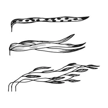 Seaweed carries down the current. simple sketch vector isolated. black silhou イラスト素材