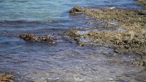 Seaweed close up Stock Footage 128349315