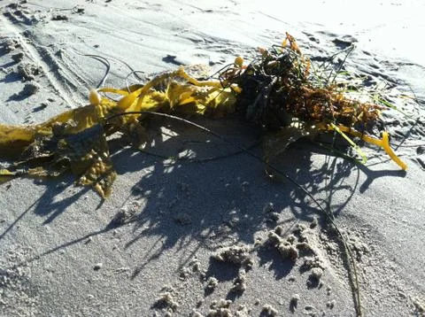 Seaweed close up 스톡 사진
