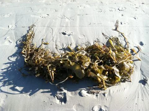 Seaweed close up 스톡 사진