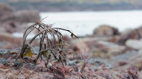 Seaweed close-up with sea in background Stock Footage 43402036