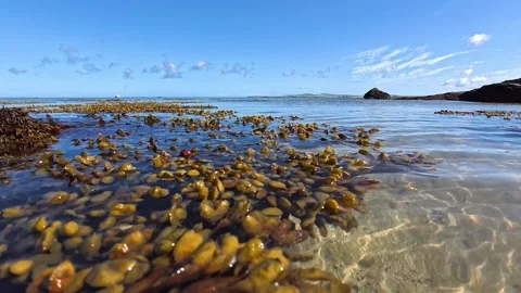 Seaweed closeup floating slow motion on paradise transparent ocean tide on Video stock 339089866