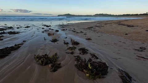 Seaweed on the coast Stock Footage 181231434
