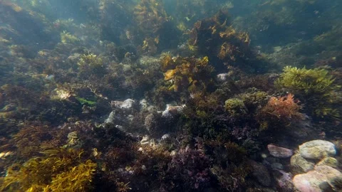 Seaweed coral Stock Footage 251931849