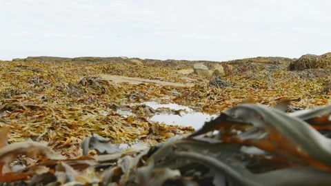 Seaweed covered beach at low tide landscape scenery stock footage Stock Footage 314308299