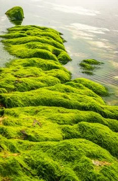 Seaweed covered mountain range Stock Photos