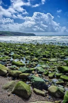 Seaweed covered rocks on beach with cliffs in distance Stockillustratie