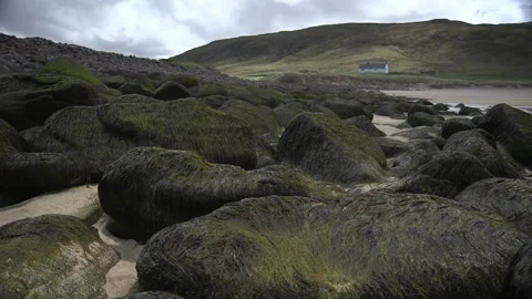 Seaweed covered rocks Stock Footage 158184503