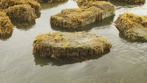 Seaweed covered rocks at low tide scene slow motion stock footage Stock Footage 337871879