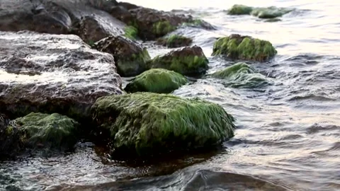 Seaweed-covered rocks on the seashore are washed by sea waves. Stock Footage 337425865