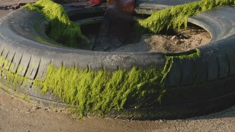 Seaweed covered rubber tyre used for mooring boats stock footage Stock Footage 337940675
