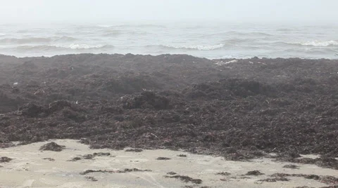 Seaweed covered sand beach Stock Footage 37219197