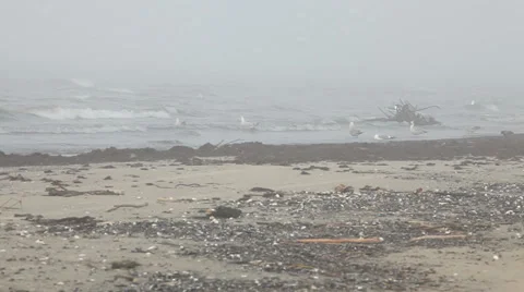 Seaweed covered sand beach Stock Footage 37219434