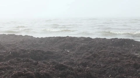 Seaweed covered sand beach Stock Footage 37219860
