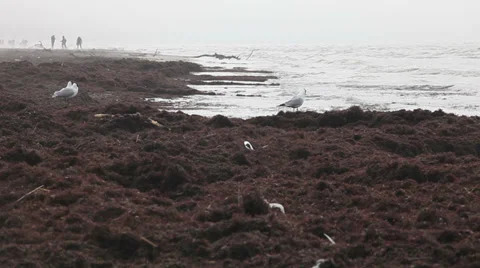 Seaweed covered sand beach Stock Footage 37219871