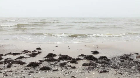 Seaweed covered sand beach Stock Footage 37220468