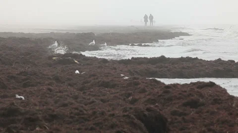 Seaweed covered sand beach Stock Footage 37220667