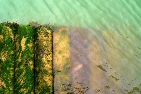 Seaweed covered steps down into light green water Stock Photos