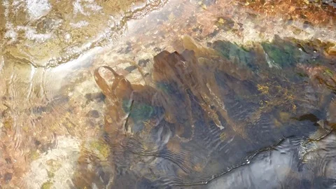 Seaweed dances in currents Video stock 79627996