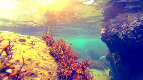 Seaweed dancing in waves. Stock Footage 33900210