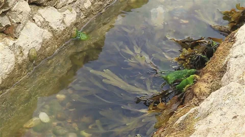 Seaweed on Dorset coast Stock Footage 32603852