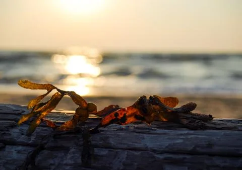Seaweed drying on a log at sunset Stock Photos