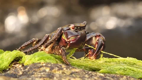 Seaweed Eater Crab Stock Footage 331077861