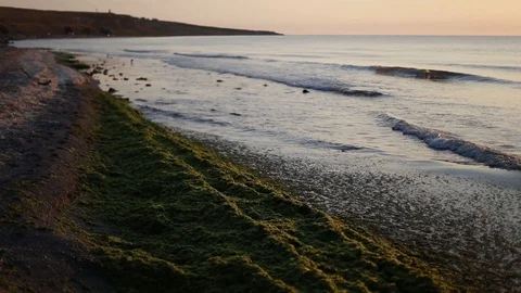 Seaweed on the edge of the beach Stock Footage 113965819