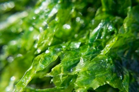 Seaweed enteromorpha closeup Stock Photos