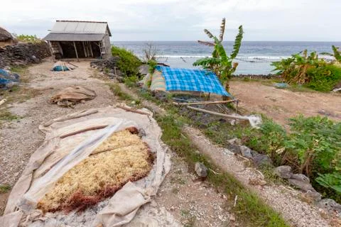Seaweed for export Stock Photos