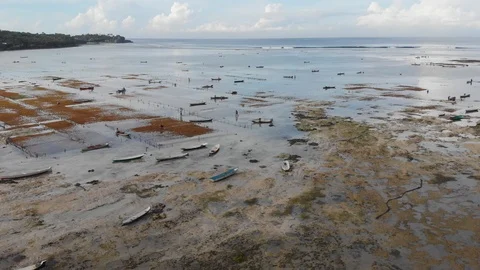 Seaweed Farm Stock Footage 126920490