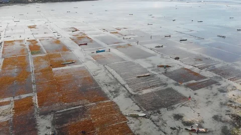 Seaweed Farm Stock Footage 126926892