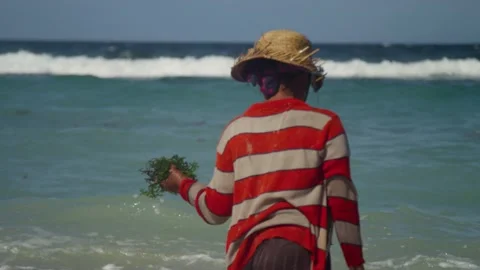 Seaweed farmer walks through waves on Indonesian beach harvesting loose seaweed Video stock 137278422