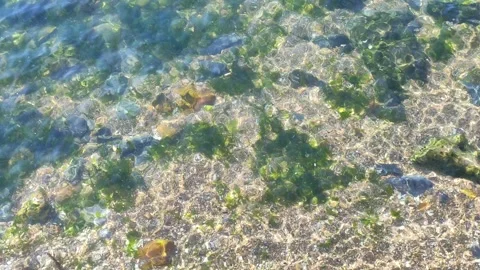 Seaweed floating in clear shallow beach sea water texture with sunlight 4k 库存影片 282765803