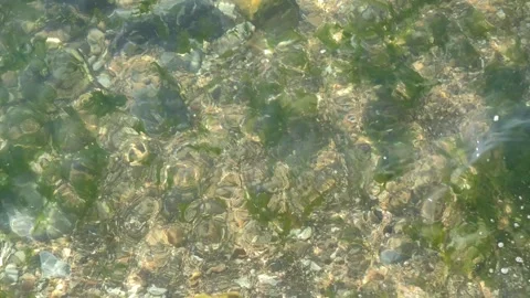 Seaweed floating in clear shallow beach sea water texture with sunlight Stock Footage 282766123