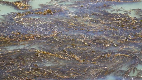 Seaweed floating on the ocean. Vídeos de archivo 312971893