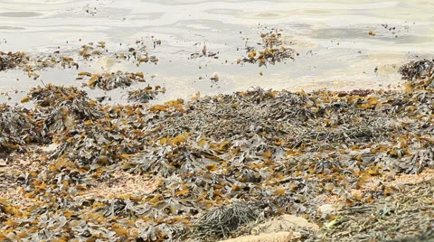 Seaweed floating on the sea 2 Stock Footage 46102924