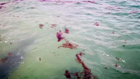 Seaweed floating on the surface of calm ocean water in a tranquil setting Video stock 347050062