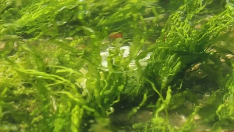 Seaweed flowing back and forth with waves in rockpool Stock Footage 73275348