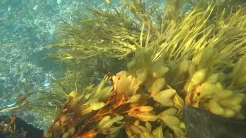 Seaweed flowing back and forth with the current underwater Stock Footage 84488148