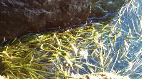 Seaweed Foam by a Rock Stock Footage 68986929