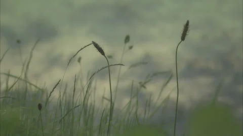 Seaweed Focus Pull Video stock 37165387