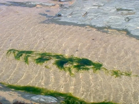 Seaweed Video stock 490259