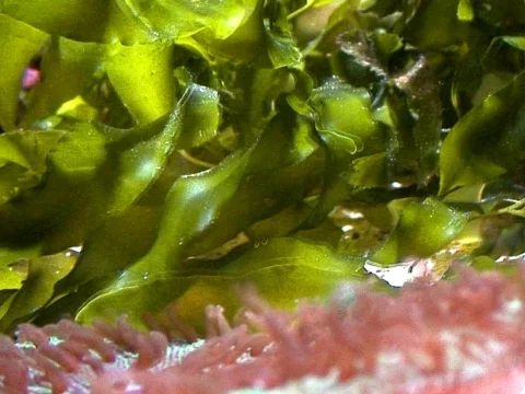 Seaweed Stock Footage 490387