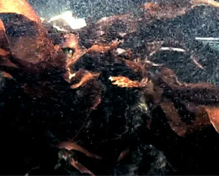 Seaweed Stock Footage 8687233