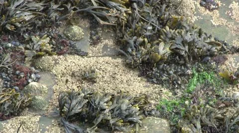 Seaweed Video stock 11152270