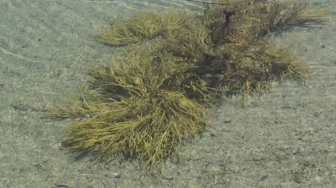 Seaweed Vidéo 11881710